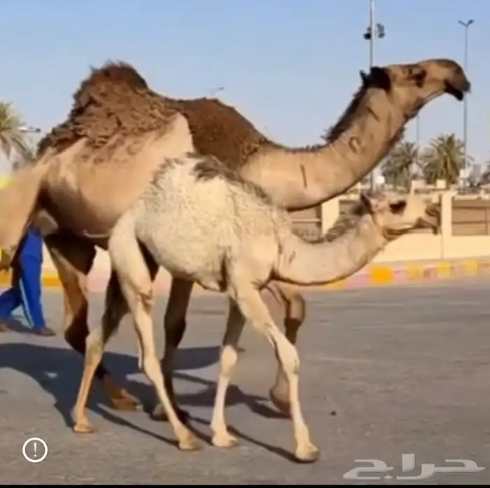 لقحه بكر صفراء اللي ببطنها ثانيها 2