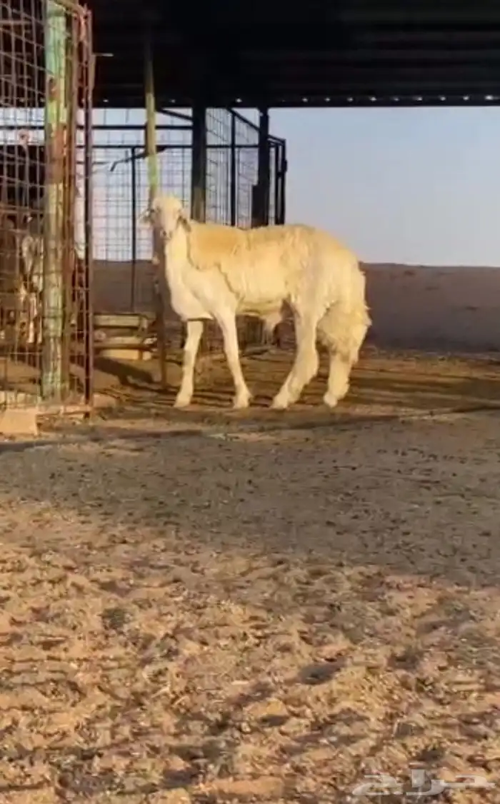 مشروع فحل من مراح المدهشات 0
