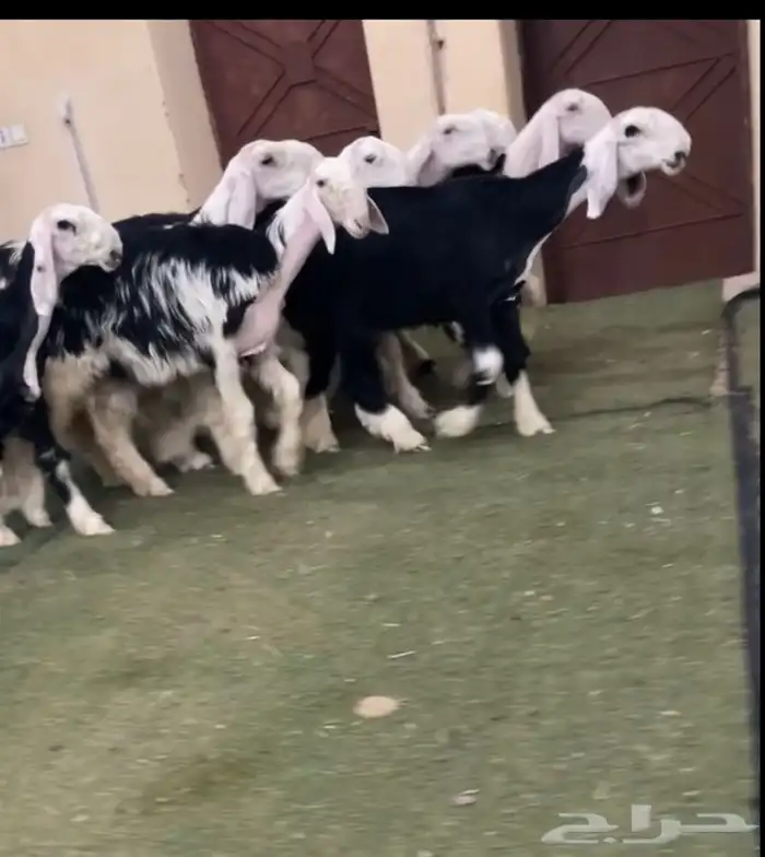 رخال نجد 0