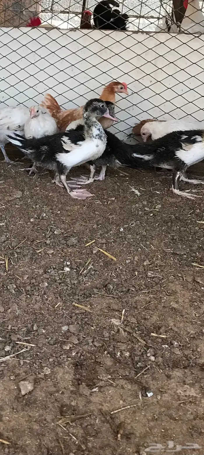 بط بح للبيع العدد3 0