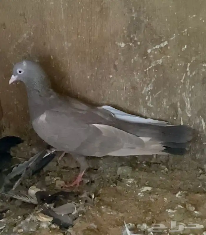 حمام قطايف اجواز 5