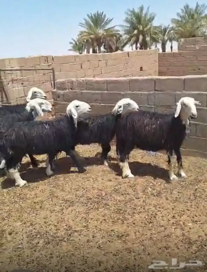 نجد مراح طيبه 1