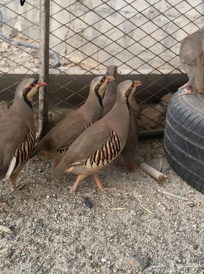 قطاء عماني نغاق وشنير عربي منتجه كلها 2