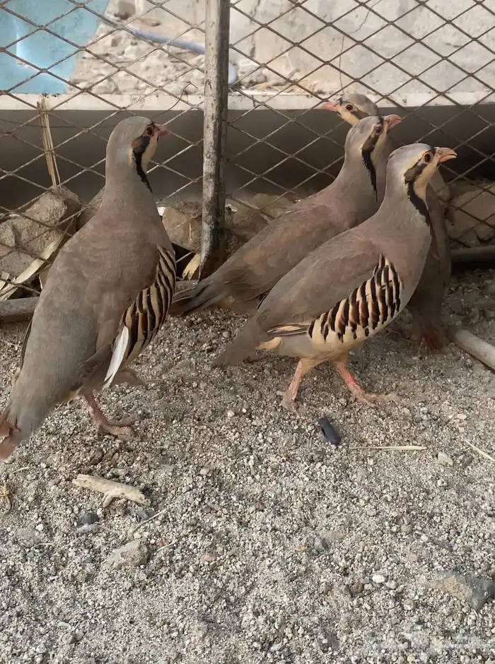 قطاء عماني نغاق وشنير عربي منتجه كلها 1