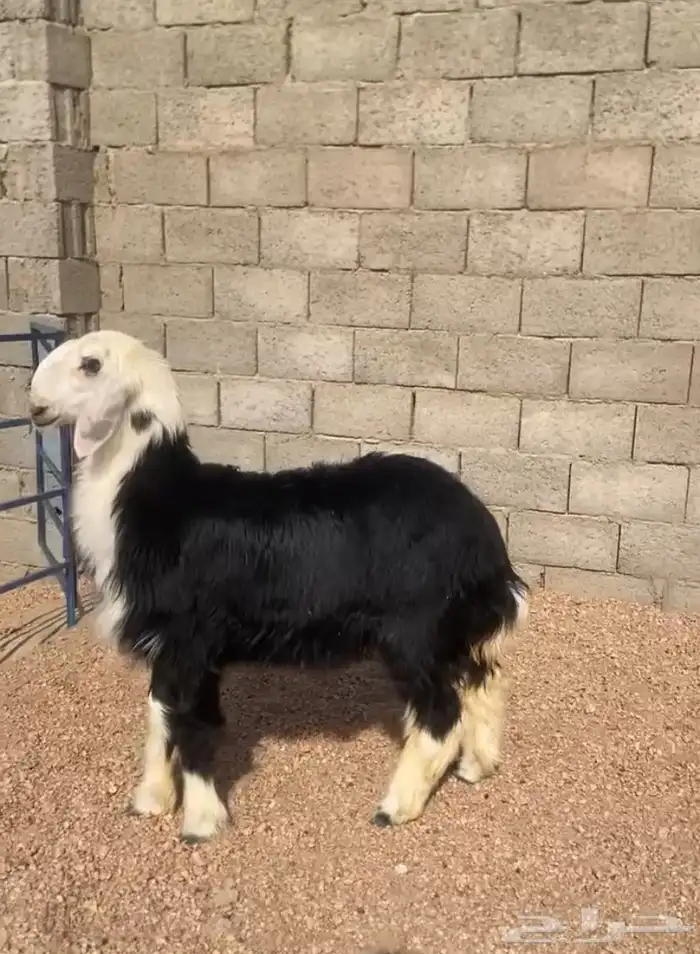 للبيع رخل كفوو 0