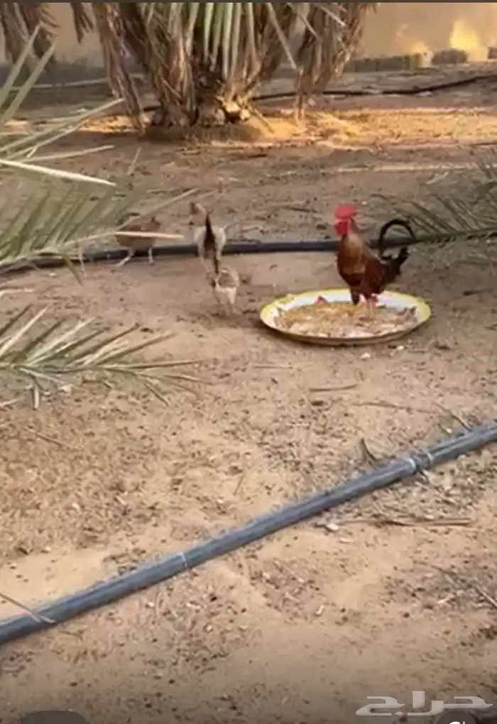 دجاج وديك 0