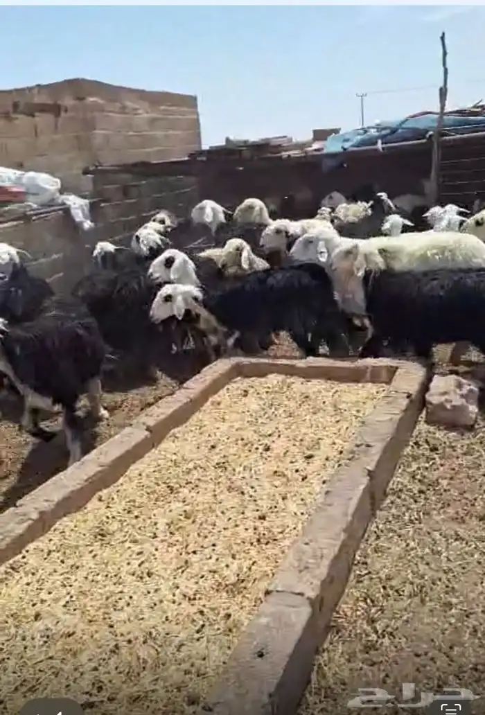 نجد مراح طيبه 0