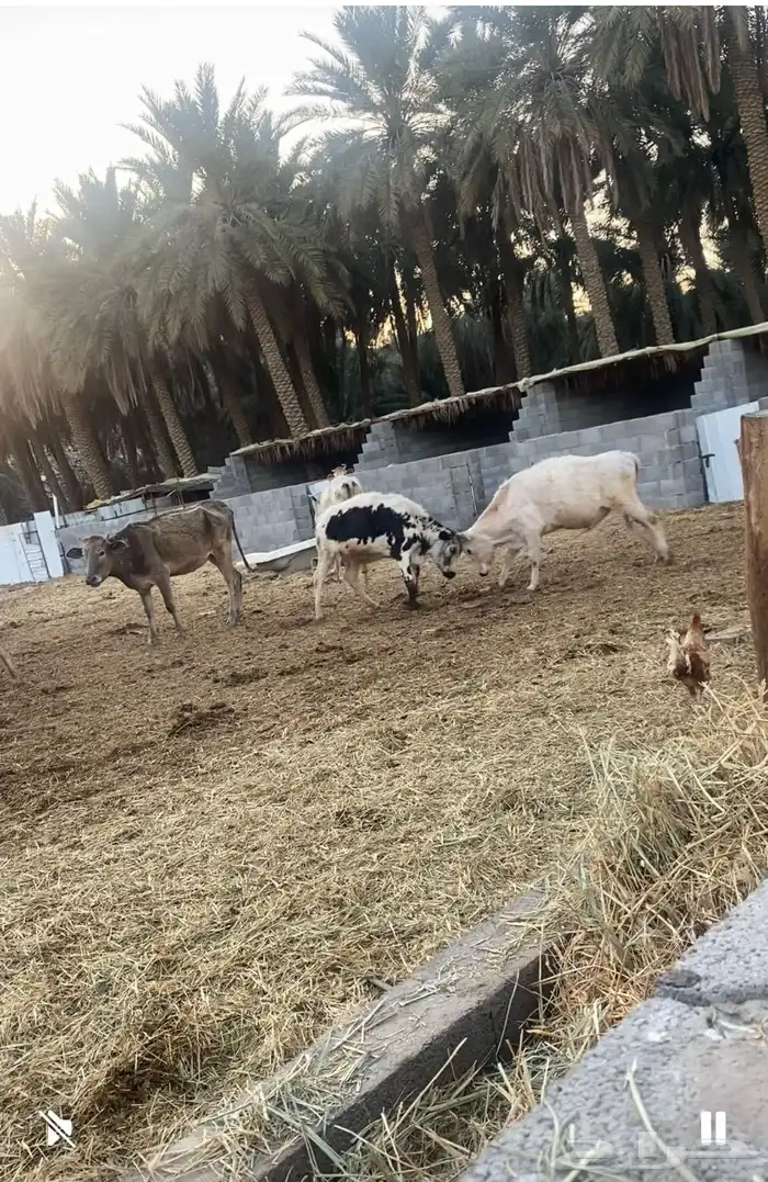 مزرعة للايجار ببريدة بالصباخ مساحتها 5 متر الاف تقريبا 1