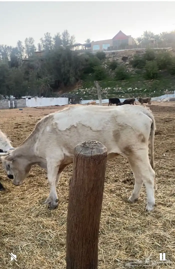 مزرعة للايجار ببريدة بالصباخ مساحتها 5 متر الاف تقريبا 6