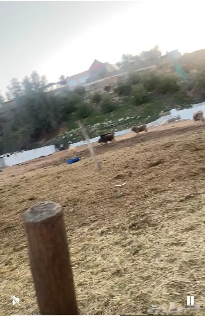 مزرعة للايجار ببريدة بالصباخ مساحتها 5 متر الاف تقريبا 2