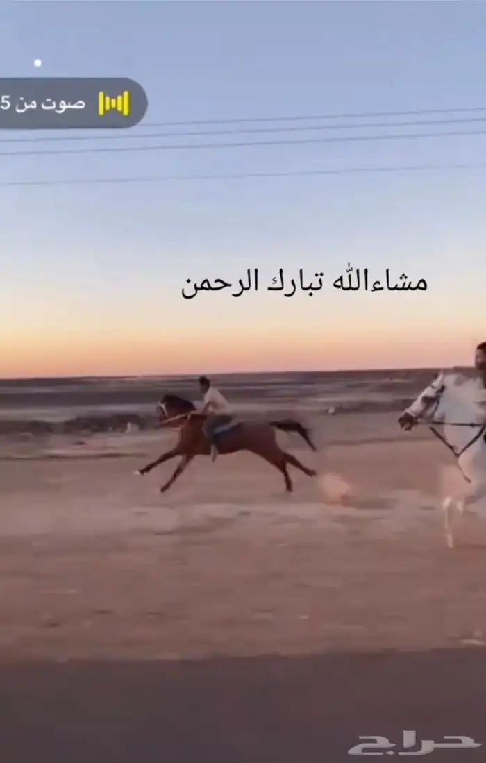حصان 1