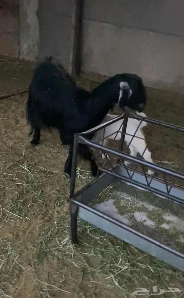 عنز عليه 2 تيوس 0