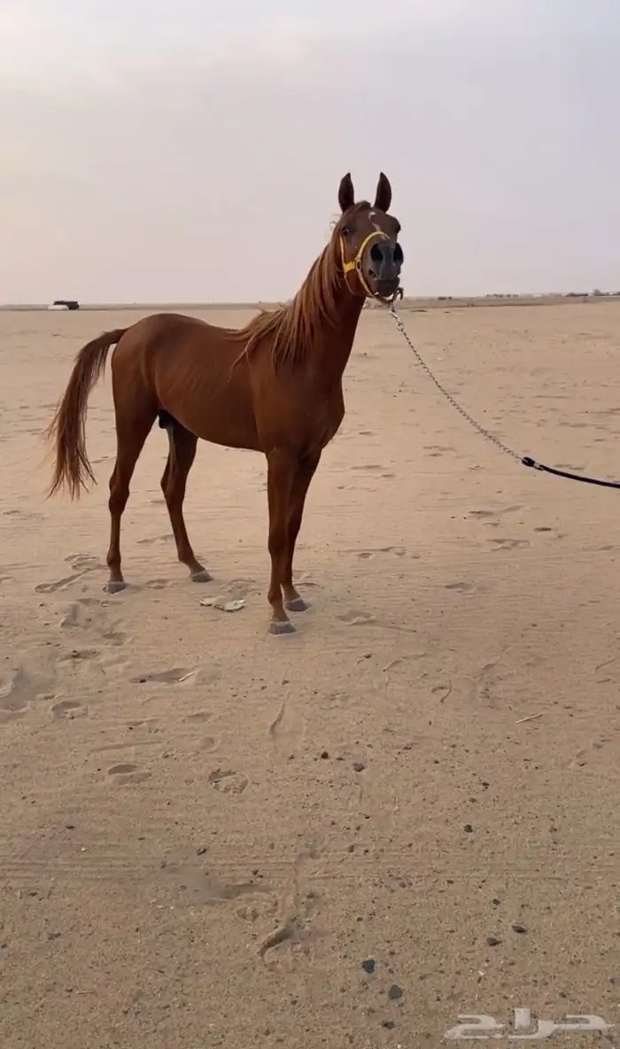 عربي شعبي العمر من سنه ونص الى سنتين 0