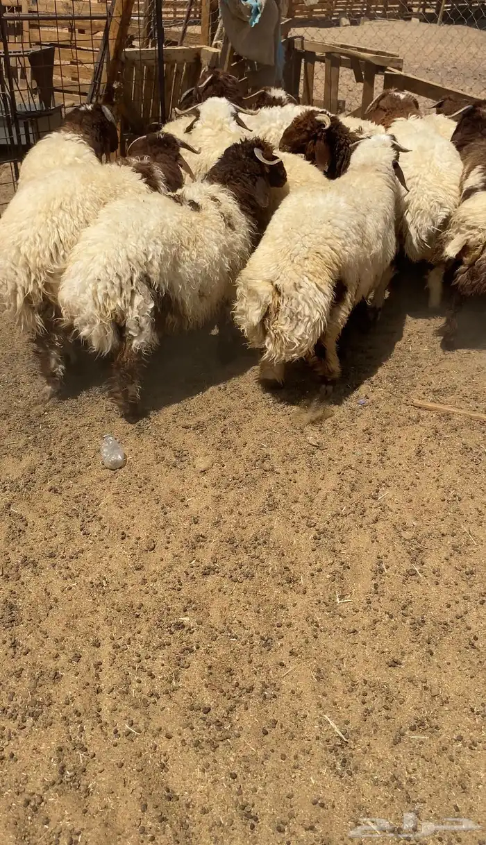 خرفان نعيم فاخر 0