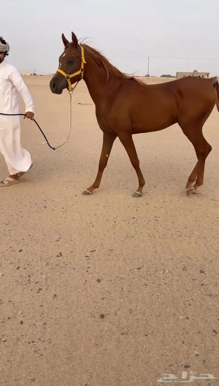 عربي شعبي العمر من سنه ونص الى سنتين 1