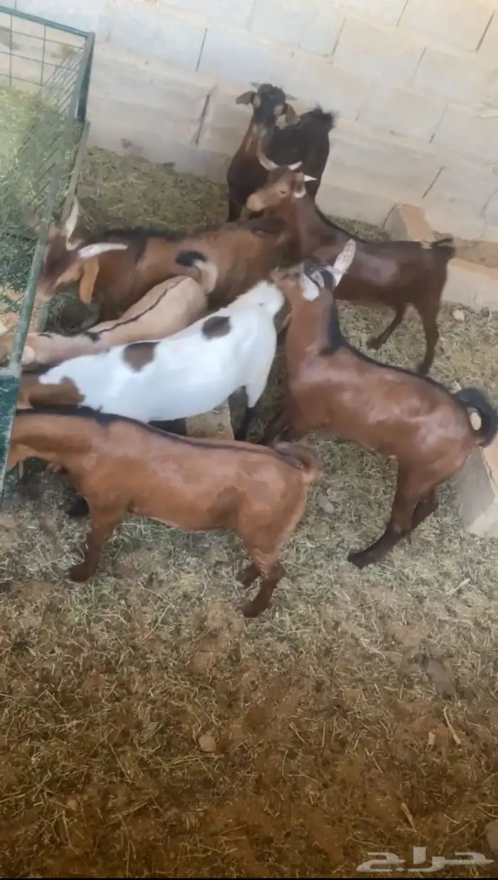 ذبائح طليان وتيوس 1