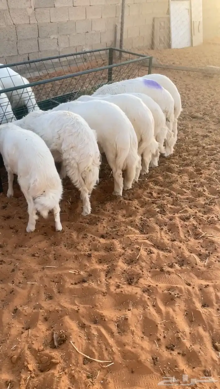 ذبائح طليان وتيوس 0