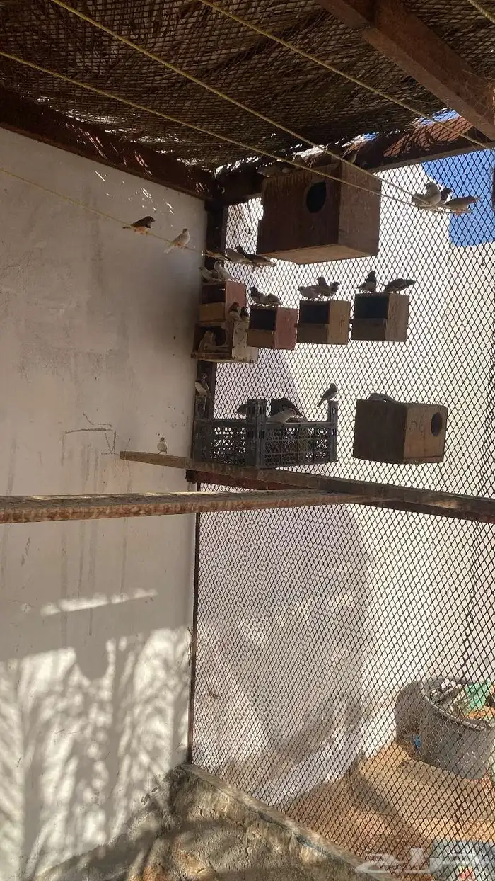طيور زينة 0