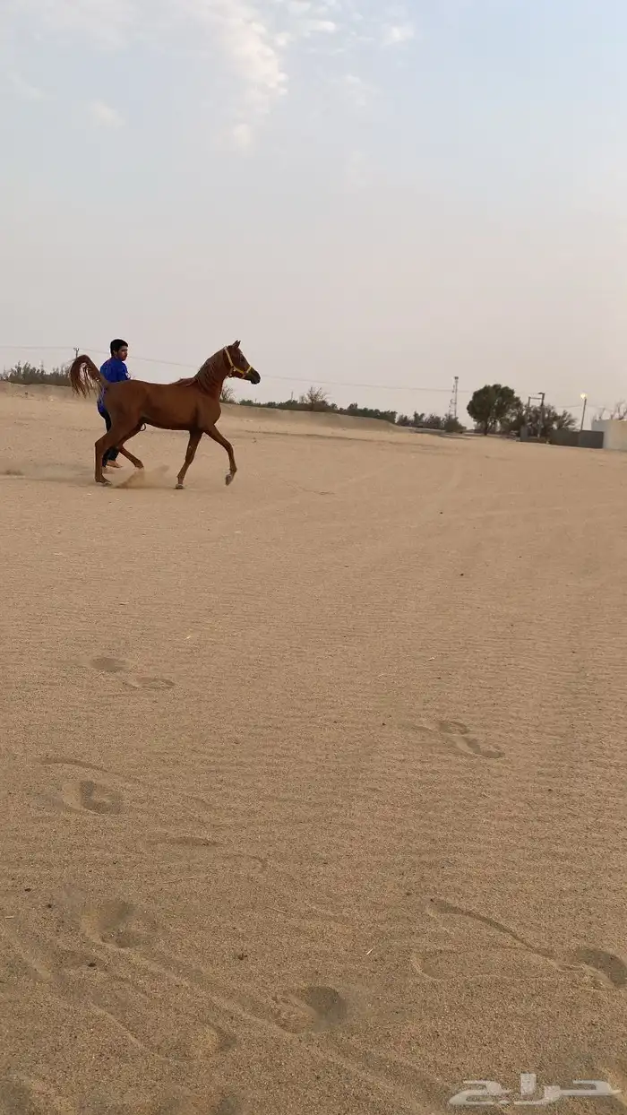 عربي شعبي العمر من سنه ونص الى سنتين 2