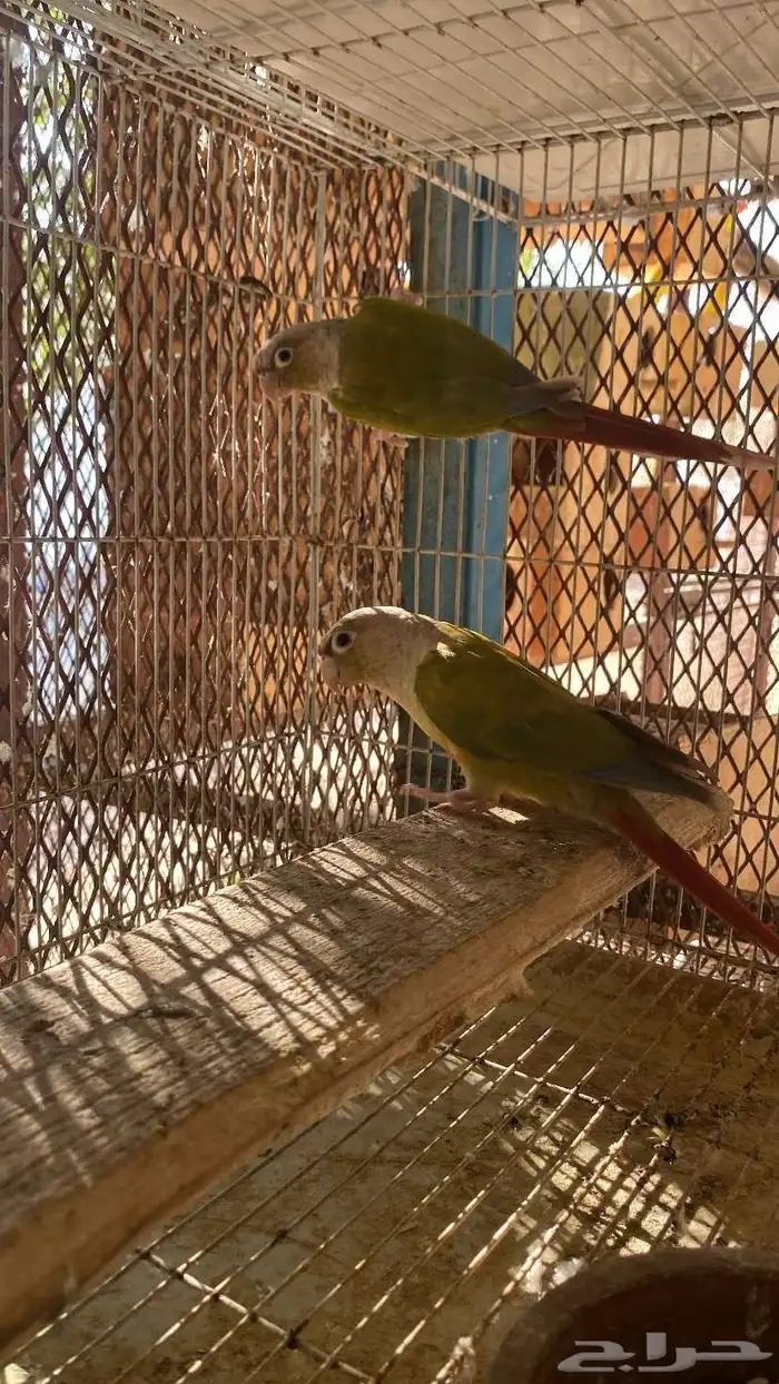 طيور زينة 2