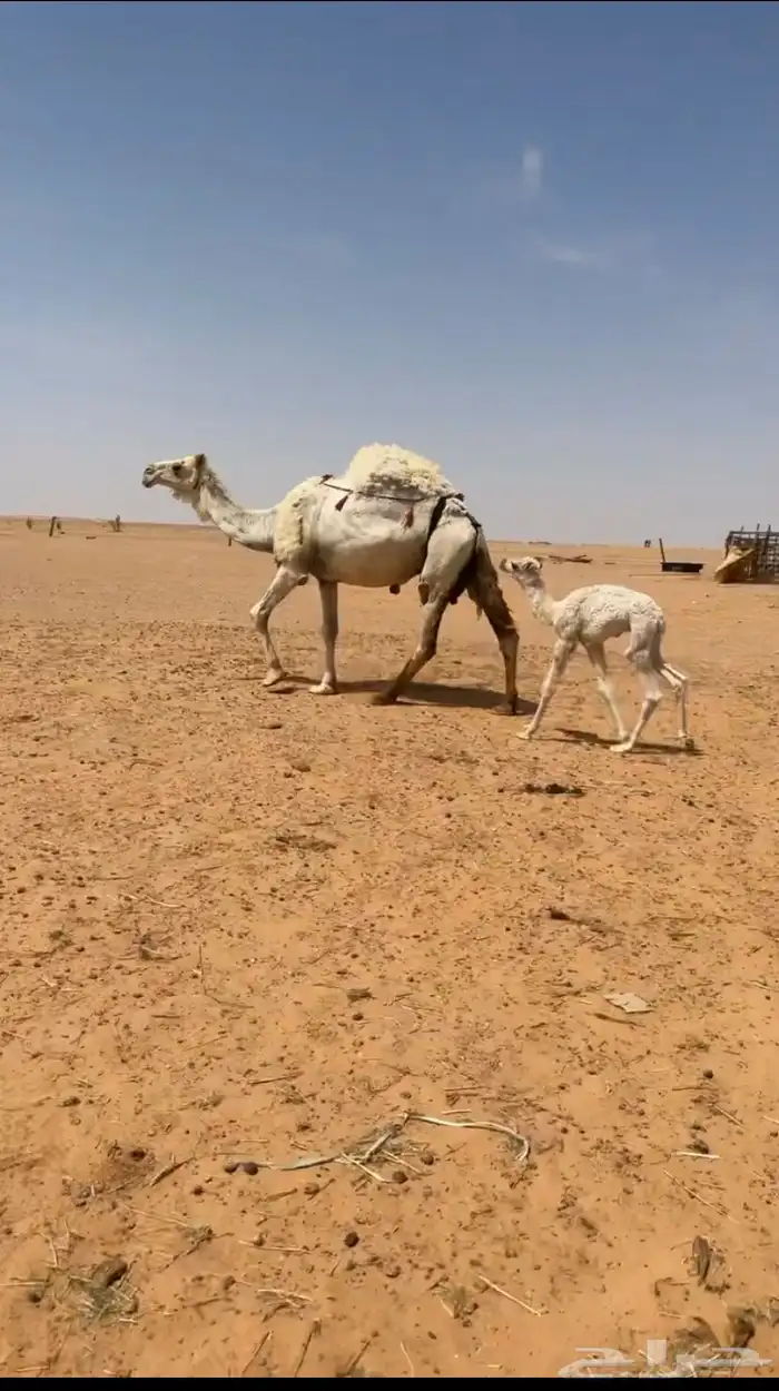 خلفه نصوف هديه با الحلب 0