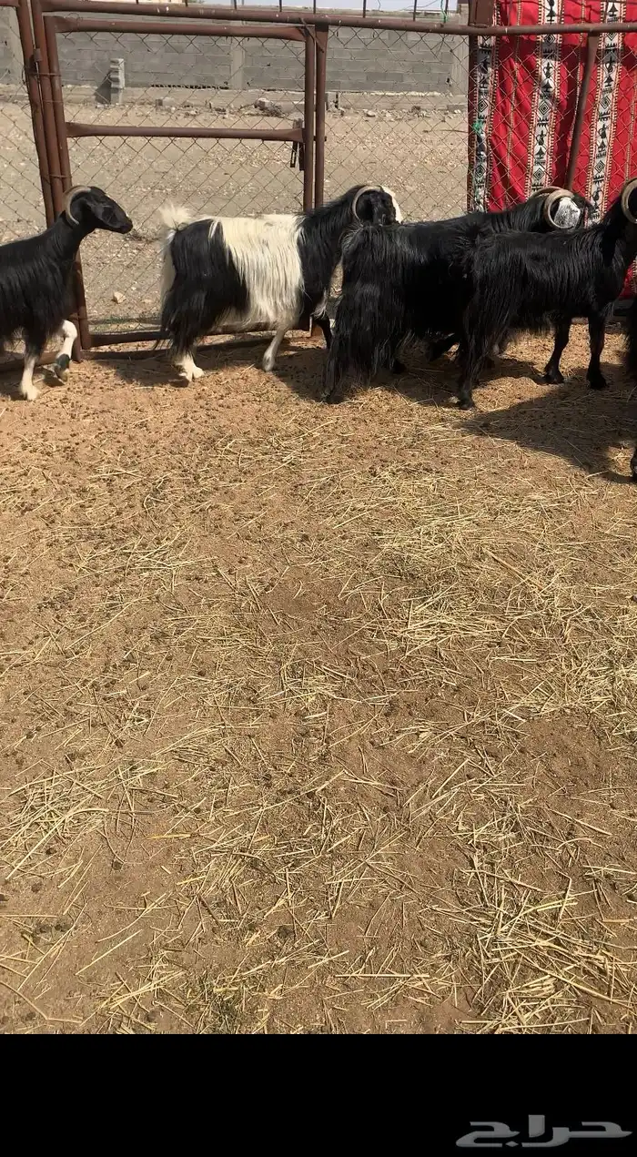 معزا صنف حصيب 8