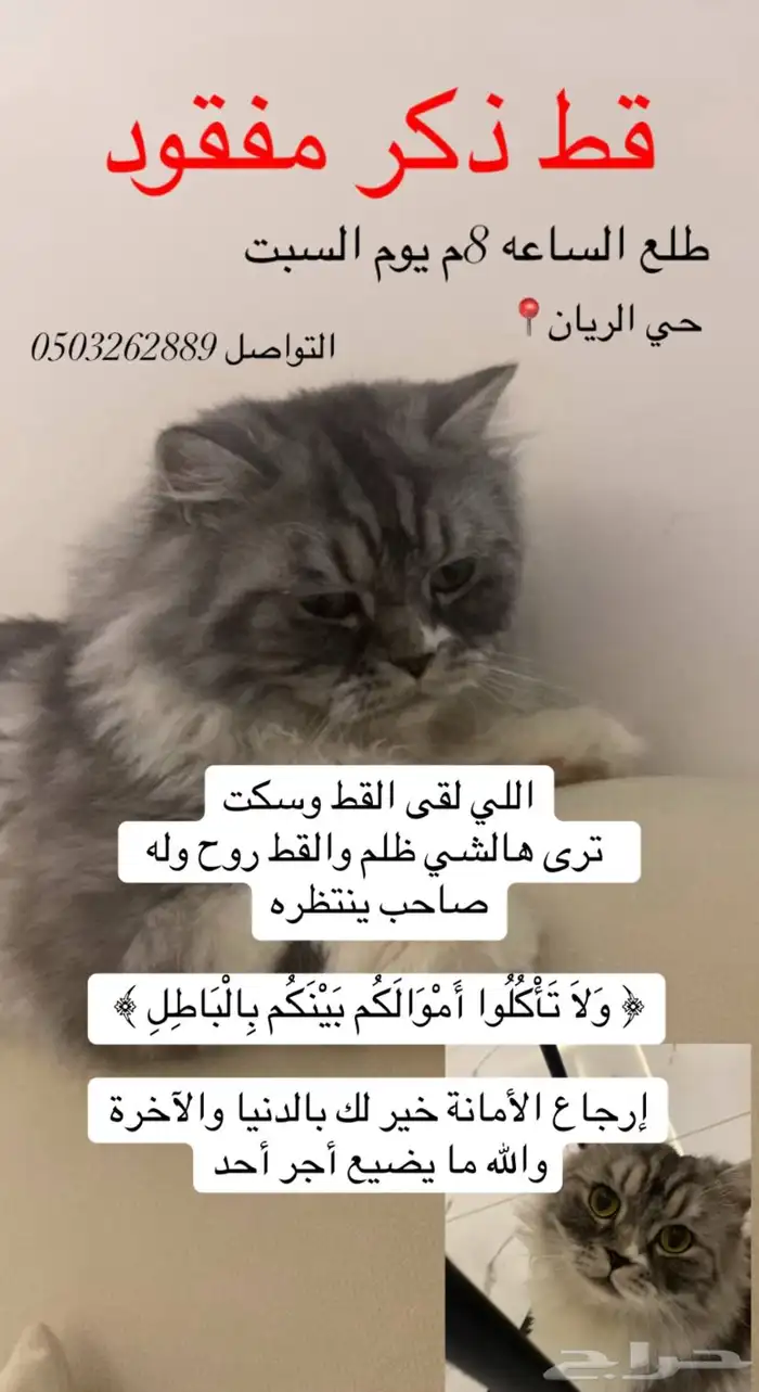 قط مفقود الي يحصله له مكافأة مالية 1