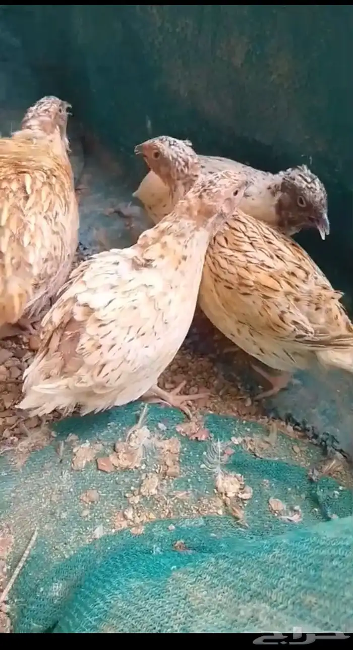 سمان فري لاحم للبيع ومتوفر تنظيف و تجهيز 1