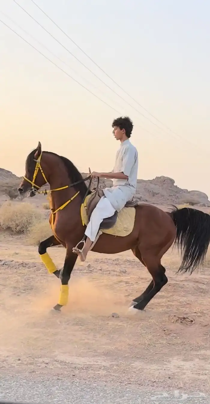 حصان واهو 0