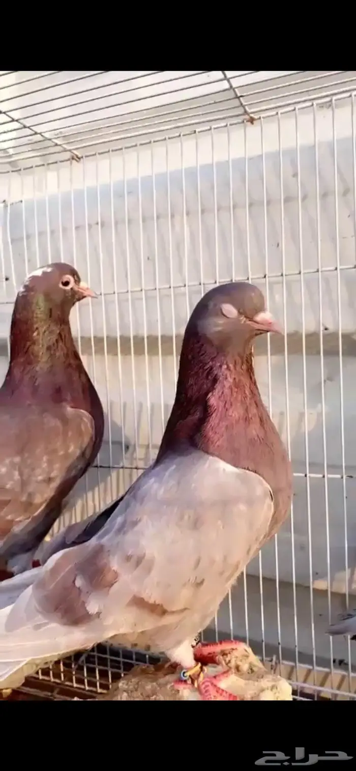 جوز خصم فاخر حمر الدخيل الخرج 2
