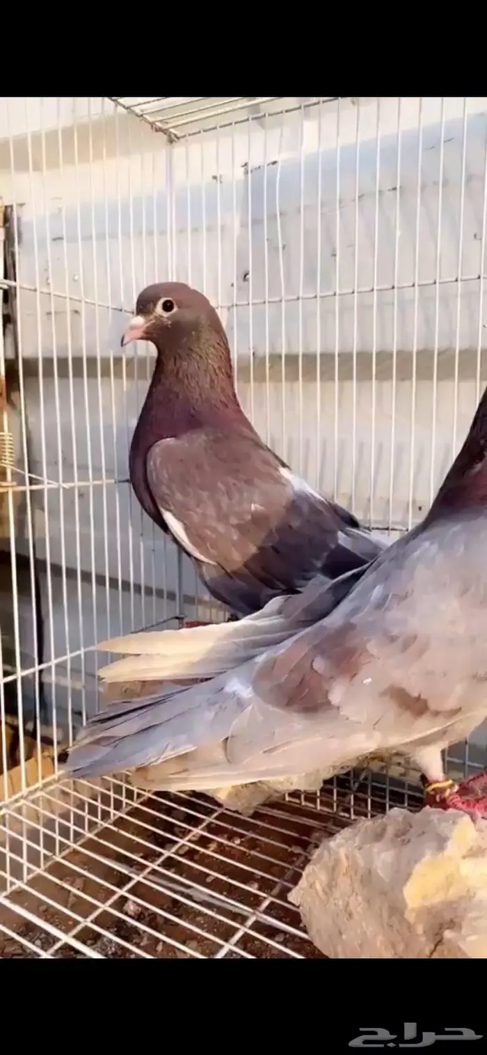 جوز خصم فاخر حمر الدخيل الخرج 0