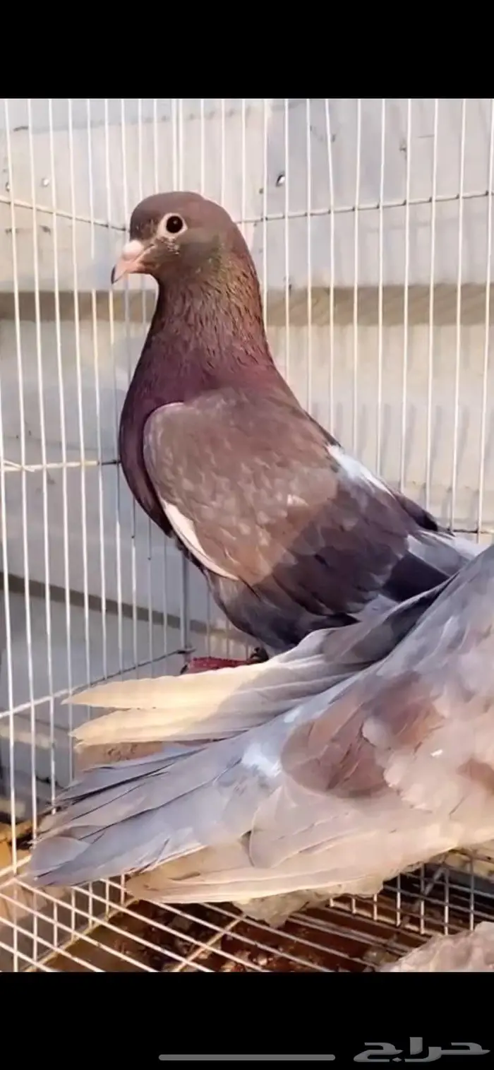 جوز خصم فاخر حمر الدخيل الخرج 6