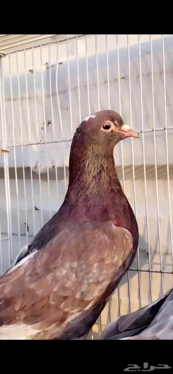 جوز خصم فاخر حمر الدخيل الخرج 1