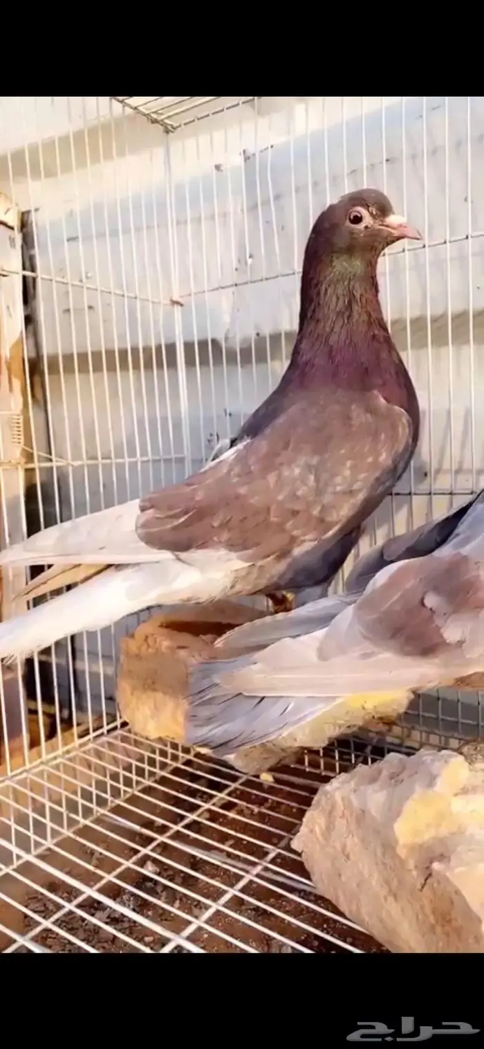 جوز خصم فاخر حمر الدخيل الخرج 3