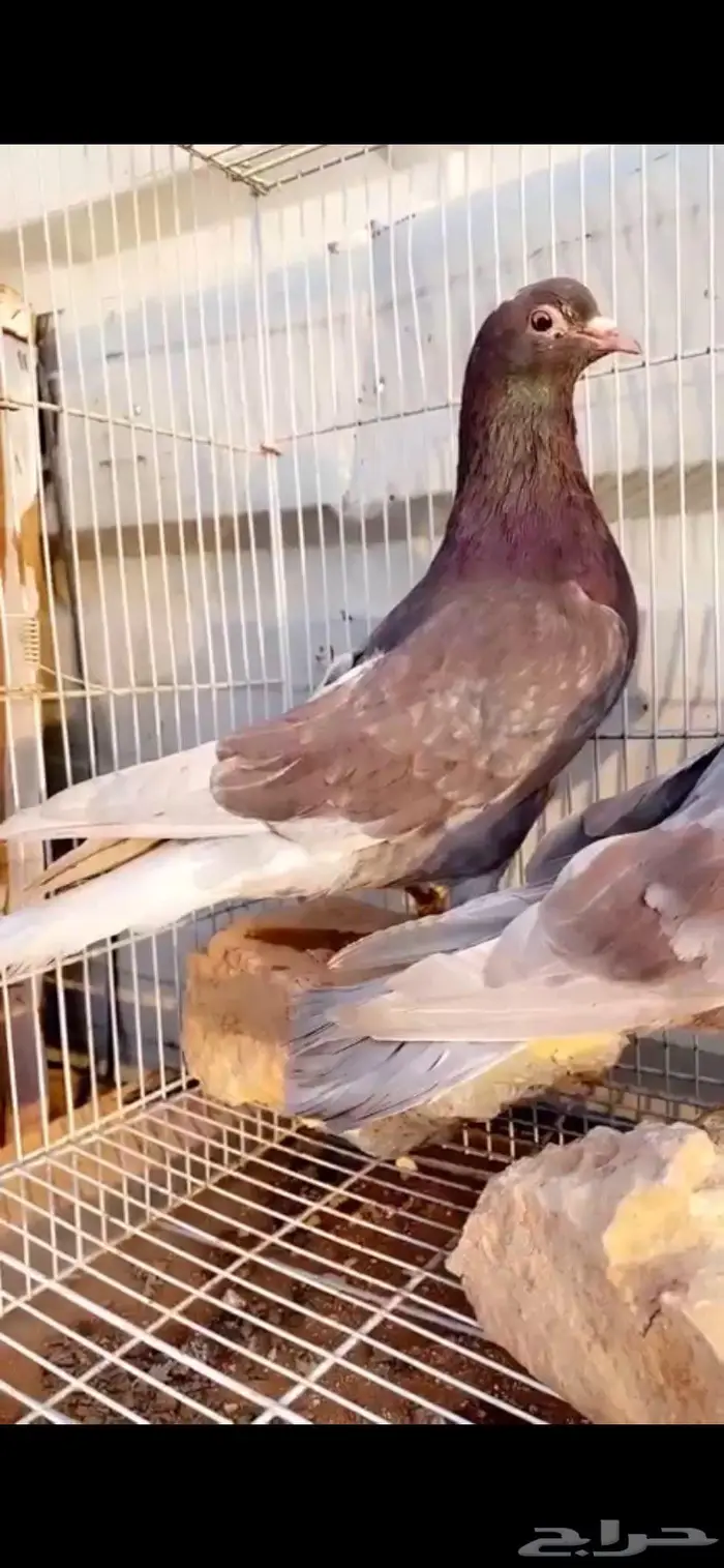 جوز خصم فاخر حمر الدخيل الخرج 5