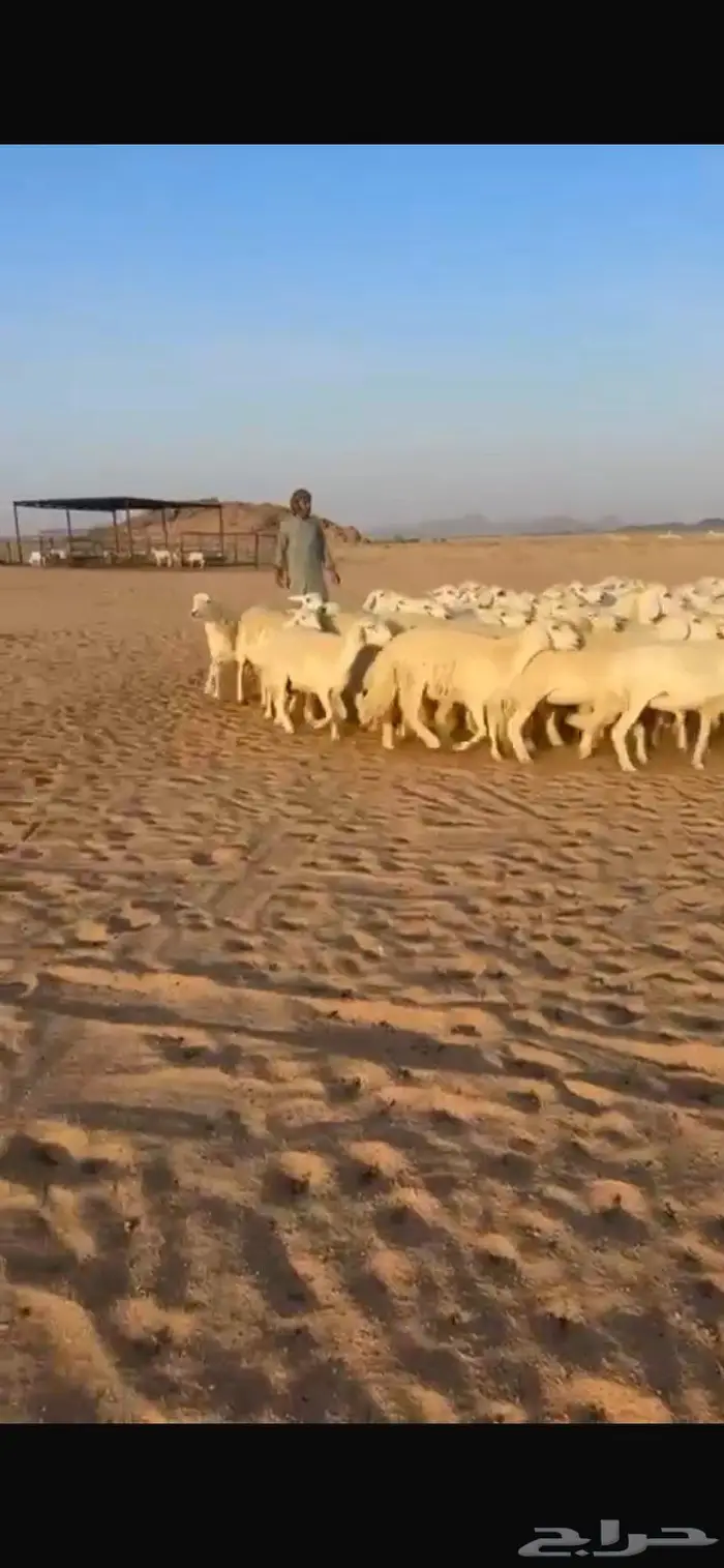 غنم حريات حرش جروم طيبه مراح واحد 1