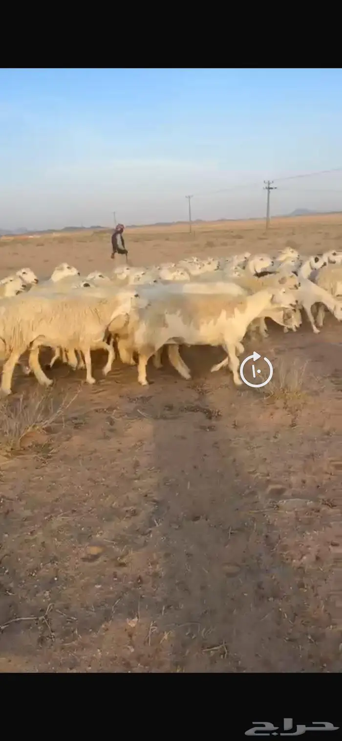 غنم حريات حرش جروم طيبه مراح واحد 4