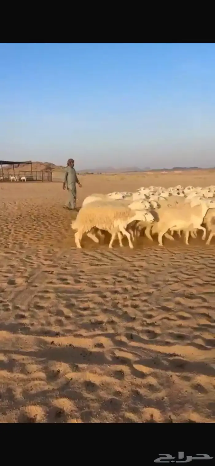 غنم حريات حرش جروم طيبه مراح واحد 2