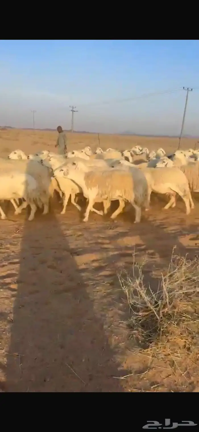 غنم حريات حرش جروم طيبه مراح واحد 6