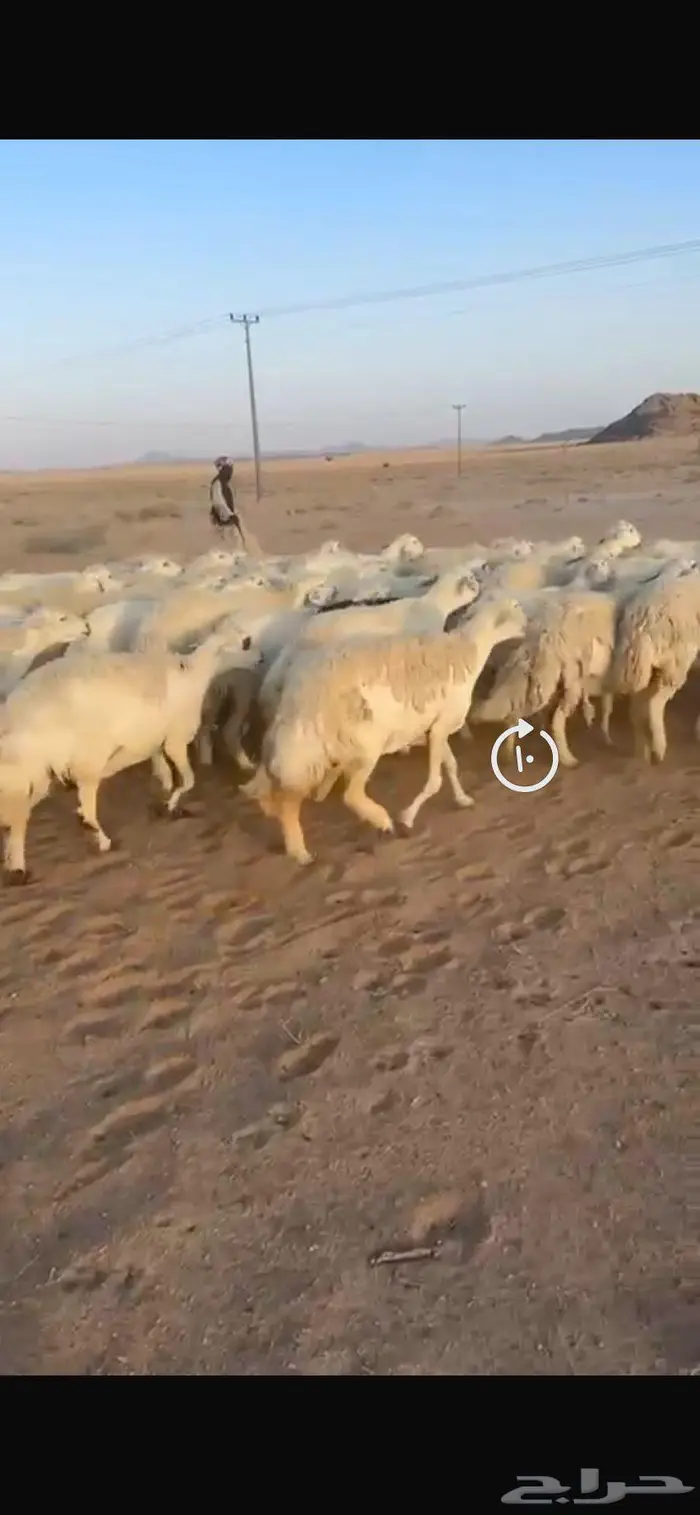 غنم حريات حرش جروم طيبه مراح واحد 5
