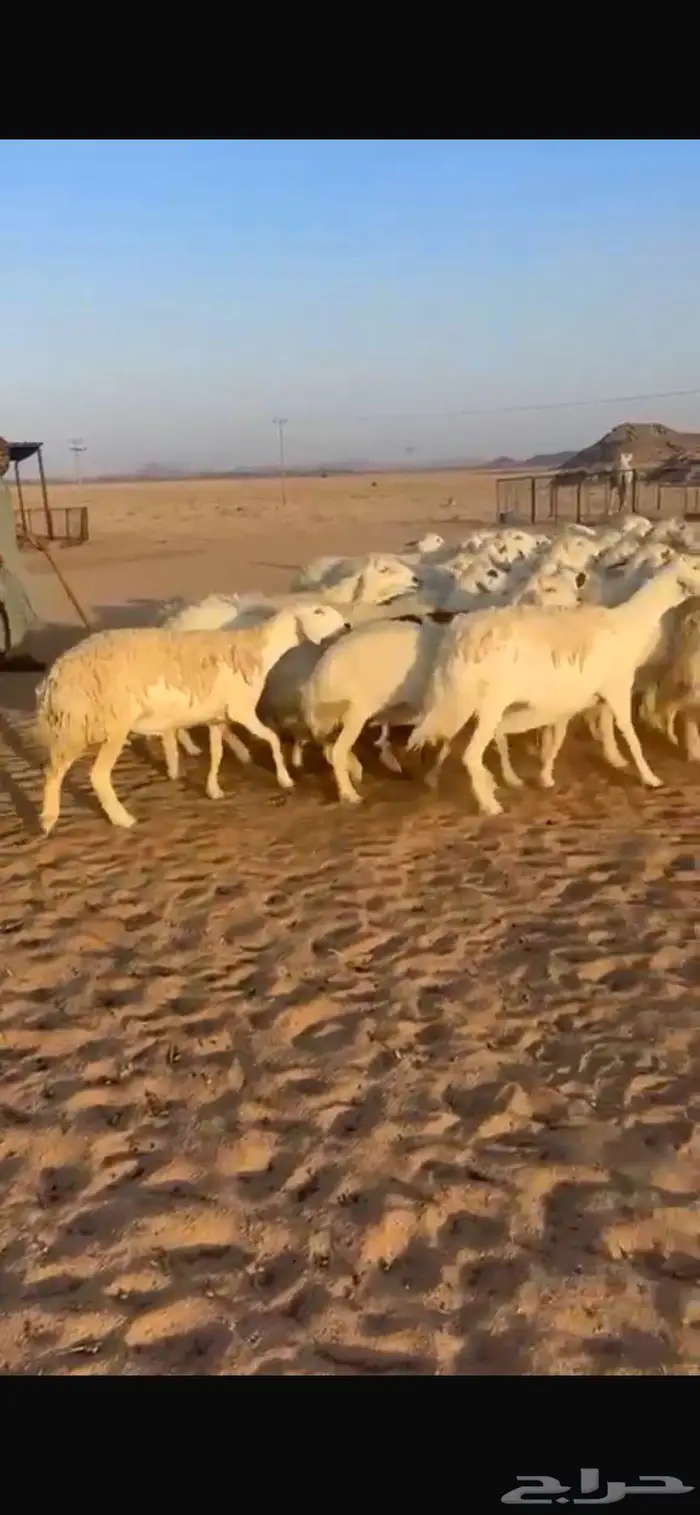 غنم حريات حرش جروم طيبه مراح واحد 3