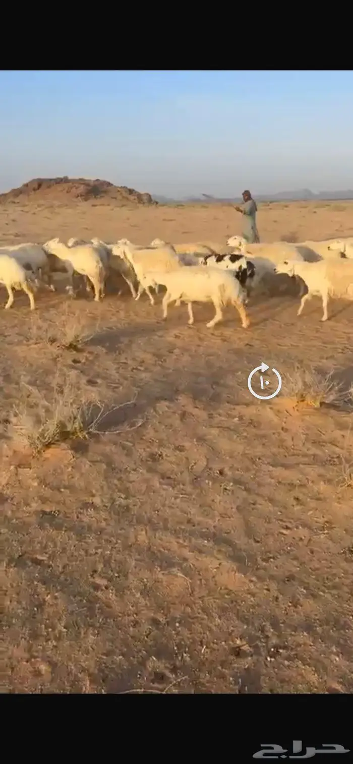 غنم حريات حرش جروم طيبه مراح واحد 7