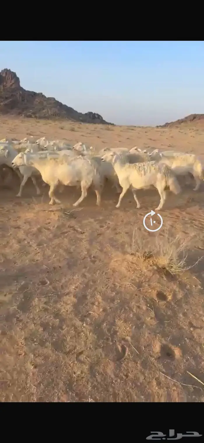 غنم حريات حرش جروم طيبه مراح واحد 8