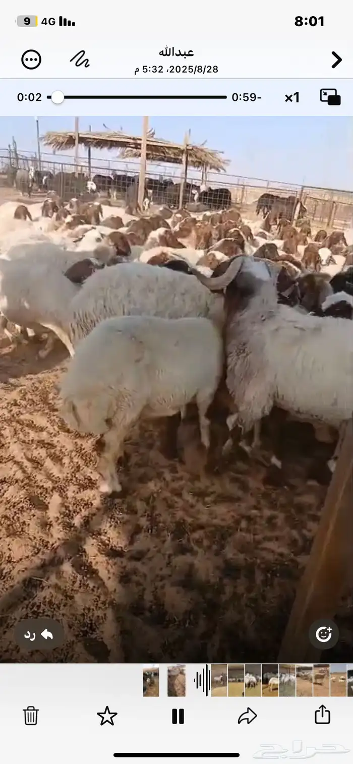 للبيع ضان نعيمي مراح واحد تلاد بعض العدد220 0