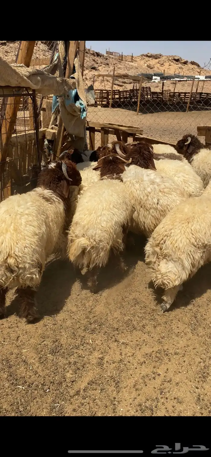 خرفان نعيم فاخر 4