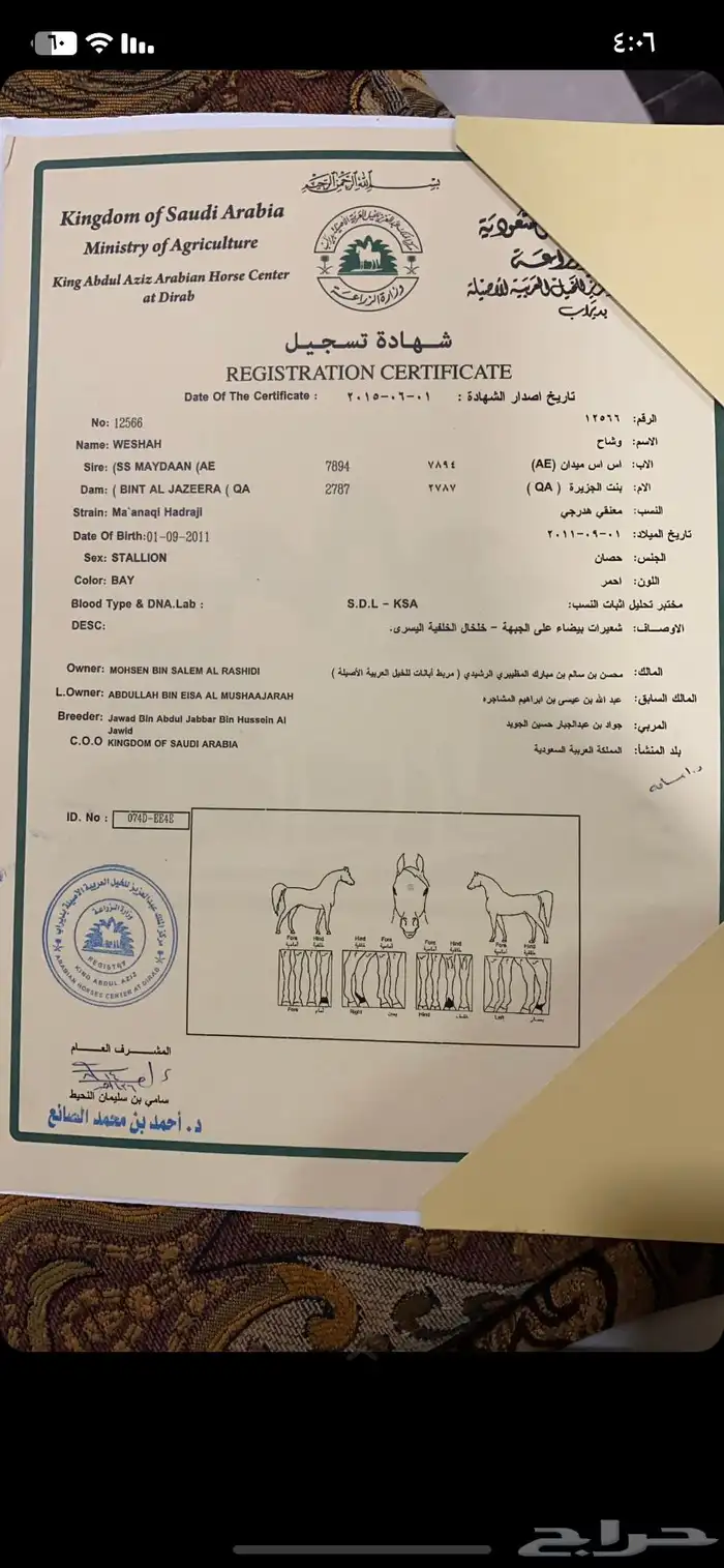 حصان واهو 3