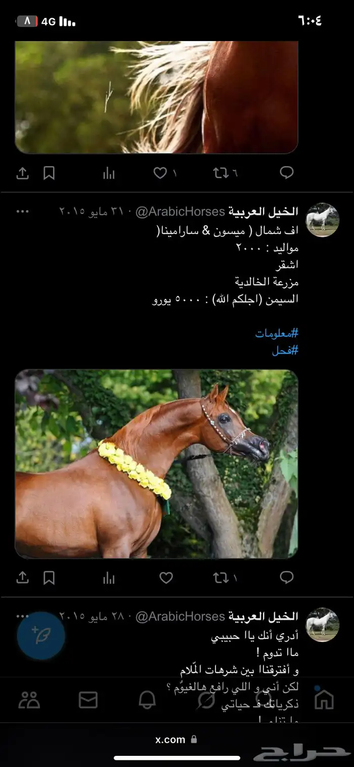 حصان عربي واهو 0