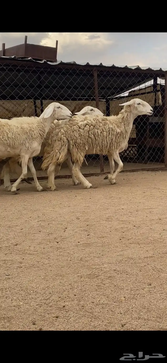 3 رخال صنف الصنف دفيع 2