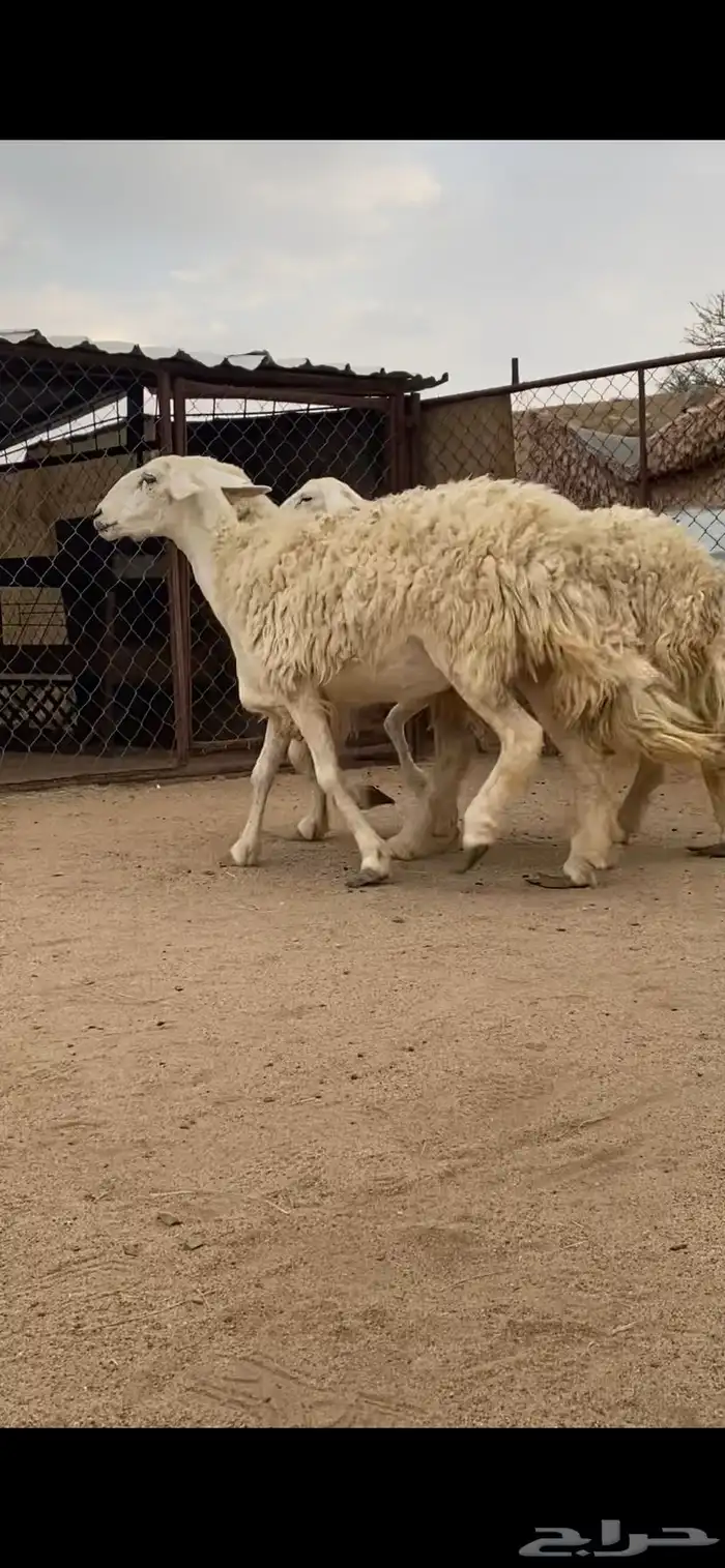 3 رخال صنف الصنف دفيع 1