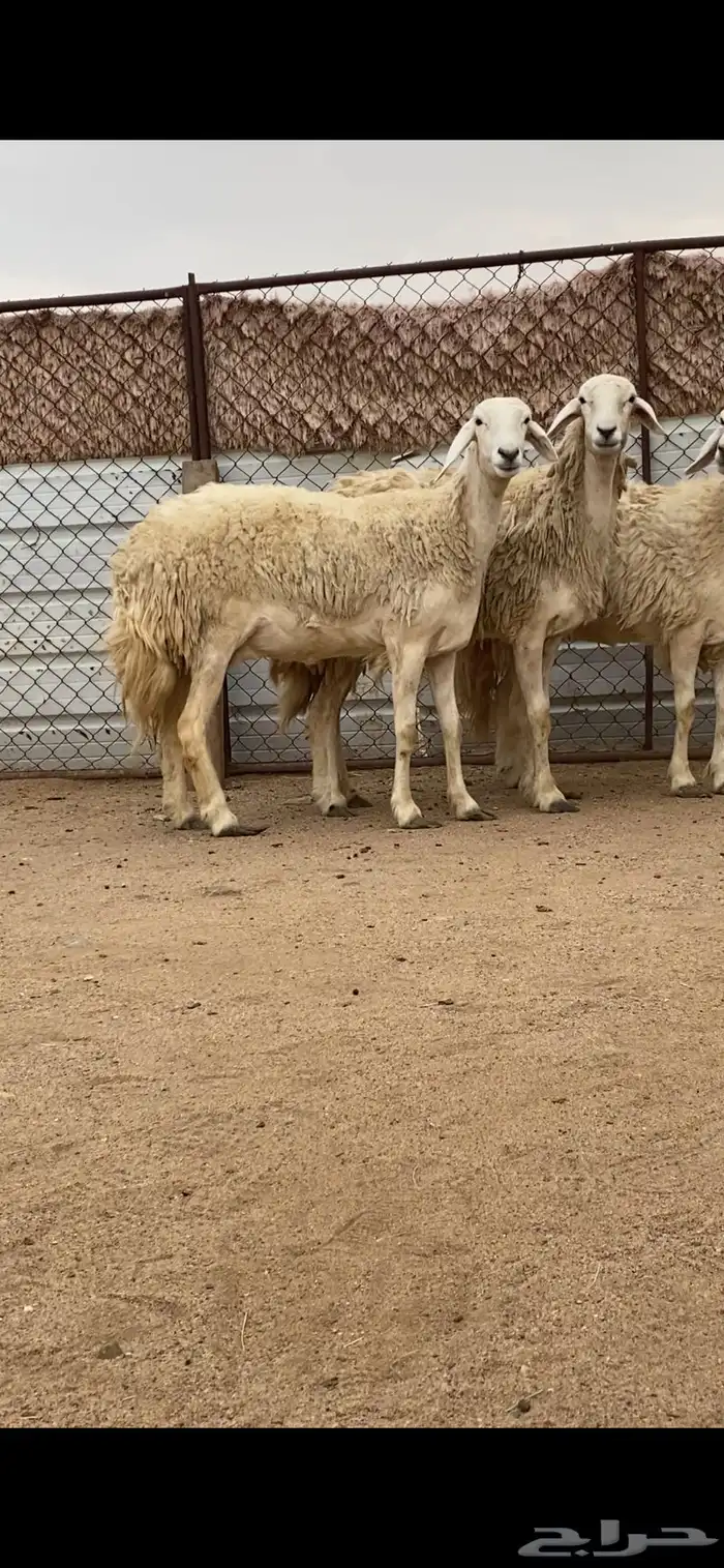 3 رخال صنف الصنف دفيع 0
